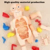 sg-11134201-7qvft-ljgog3h88al3fa.webp Human Body Anatomy Model Toy