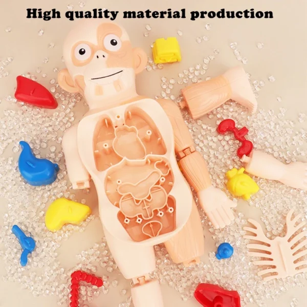 sg-11134201-7qvft-ljgog3h88al3fa.webp Human Body Anatomy Model Toy