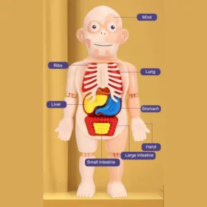sg-11134201-7rdyt-mbvqthlmzoka81.webp Human Body Anatomy Model Toy